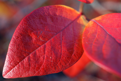  Rotes Blatt 