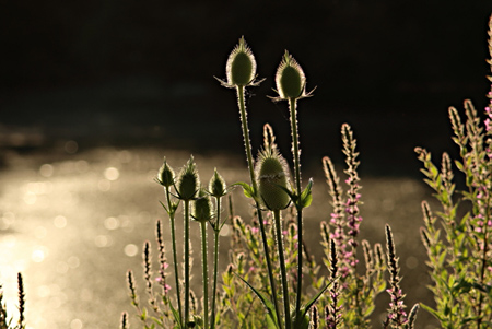 Im Gegenlicht