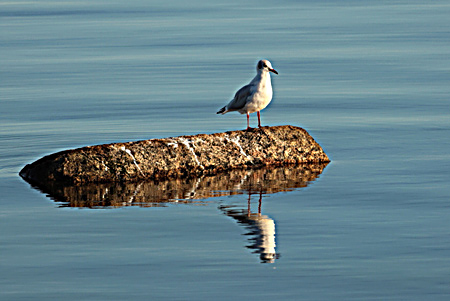 M&ouml;we