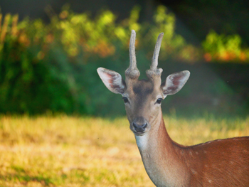  Rehe 